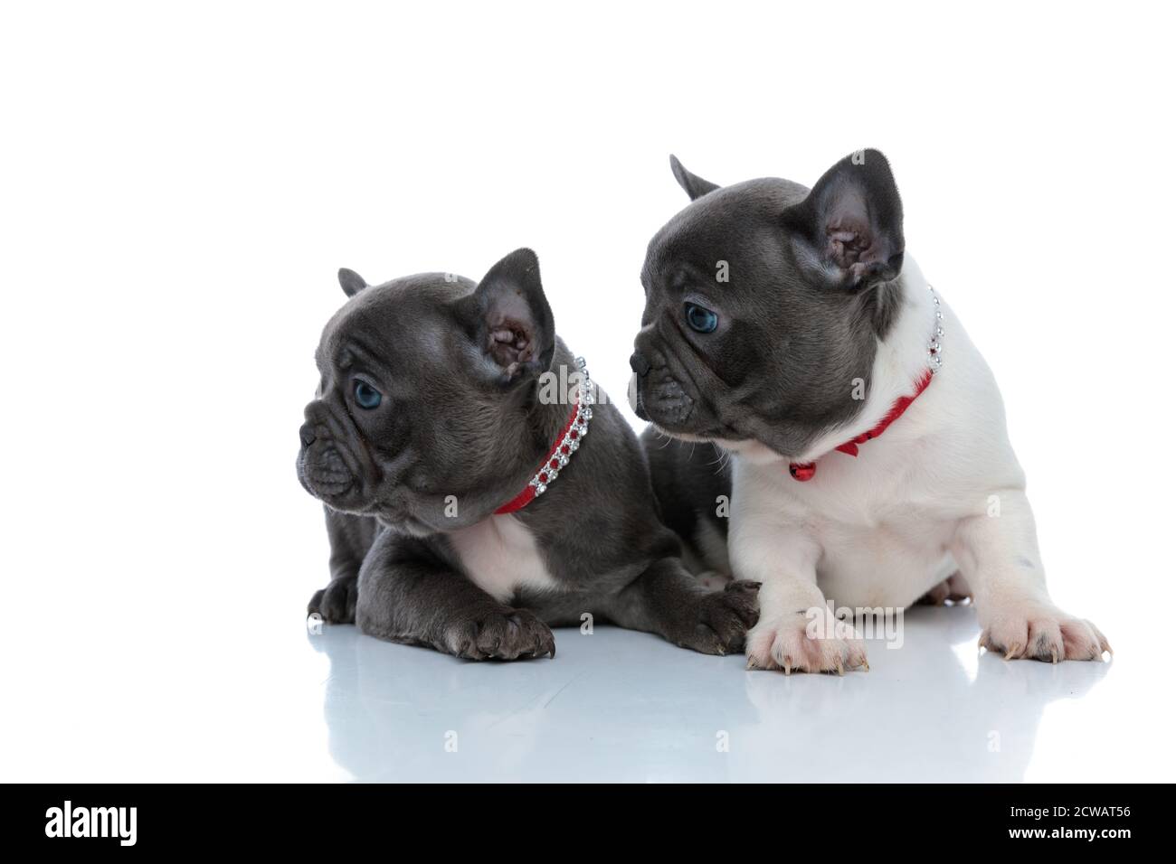 Zwei eifrige französische Bulldogge Jungen neugierig zur Seite schauen, während sie sich nebeneinander auf weißem Studiohintergrund legen, tragen rote Kragen Stockfoto