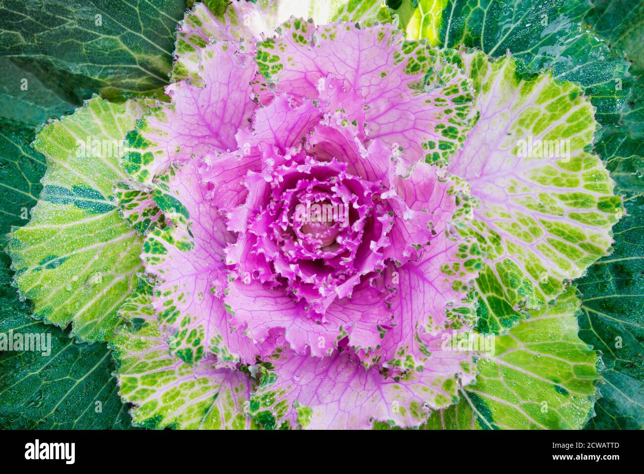 Frische bunte ornamentale lila Kohl / Grünkohl Blume mit Wassertropfen. Geringe Schärfentiefe. SDF. Stockfoto