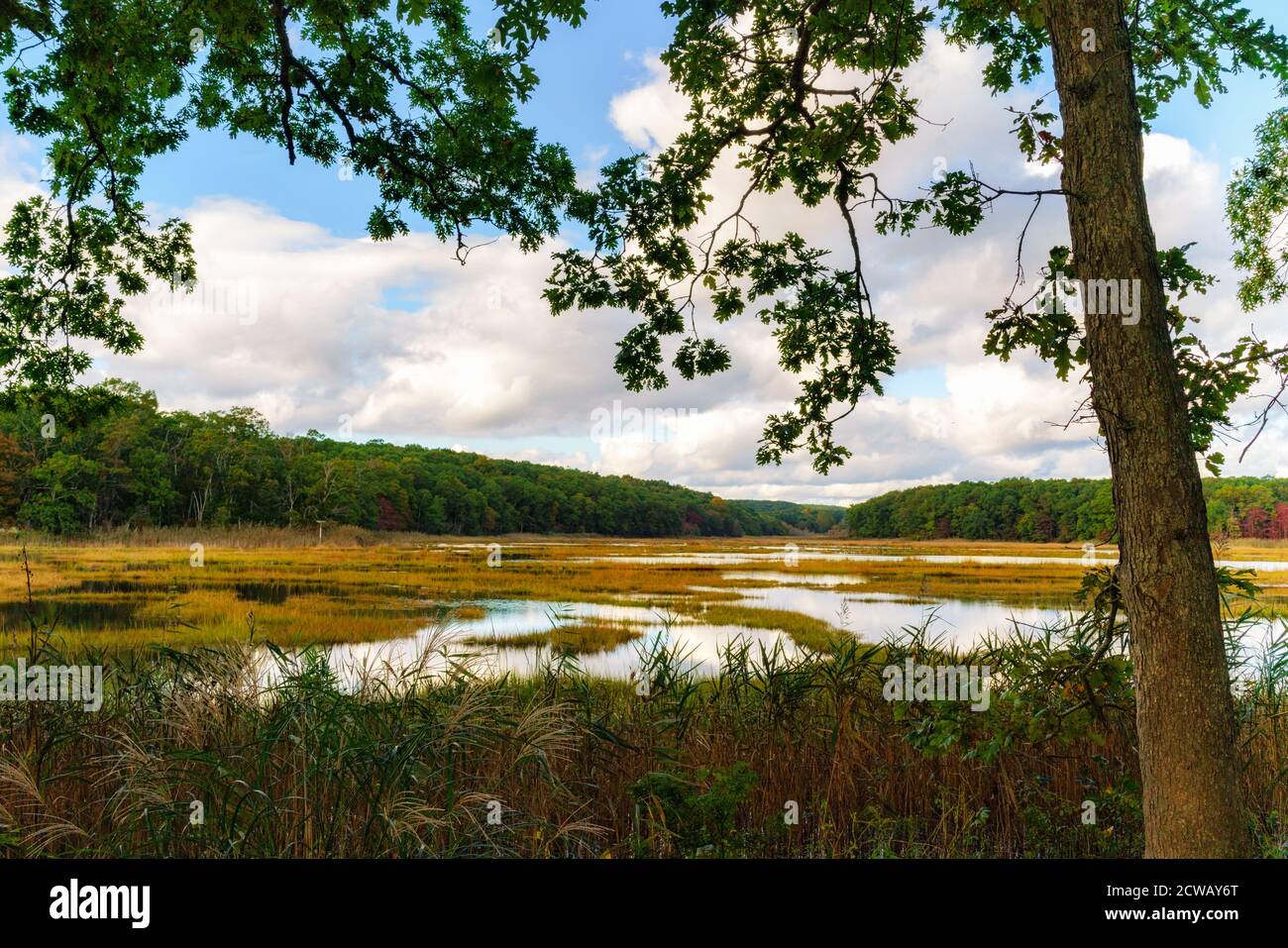Eine Eiche Rahmen einen Blick auf Bride Brook Salt Marsh, Rocky Neck State Park, Niantic, East Lyme, Connecticut, ein ruhiger Ort für die Kontemplation in der fa Stockfoto