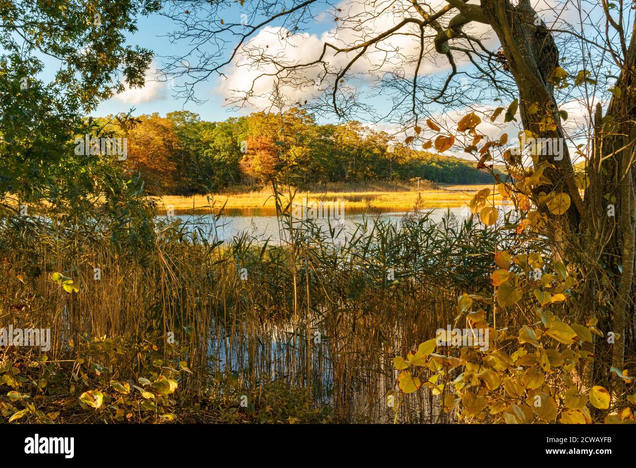 Golden Fall Farbe in der Sumpf, Rocky Neck State Park, Bride Brook Salt Marsh, Niantic, East Lyme, Connecticut, im Oktober. Stockfoto