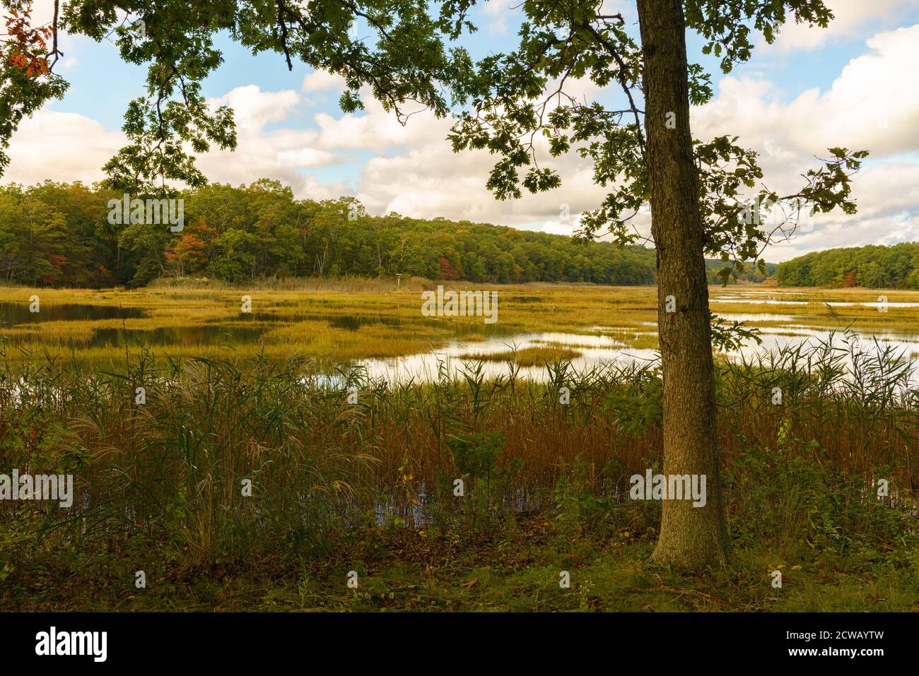 Herbstfarbe, Bride Brook Salt Marsh, Rocky Neck State Park, Niantic, East Lyme, Connecticut Stockfoto
