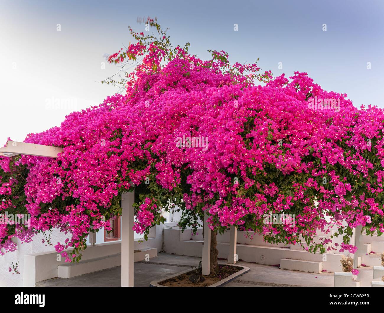 Schöner Bougainvillea Baum mit tollen Farben auf Santorini griechische