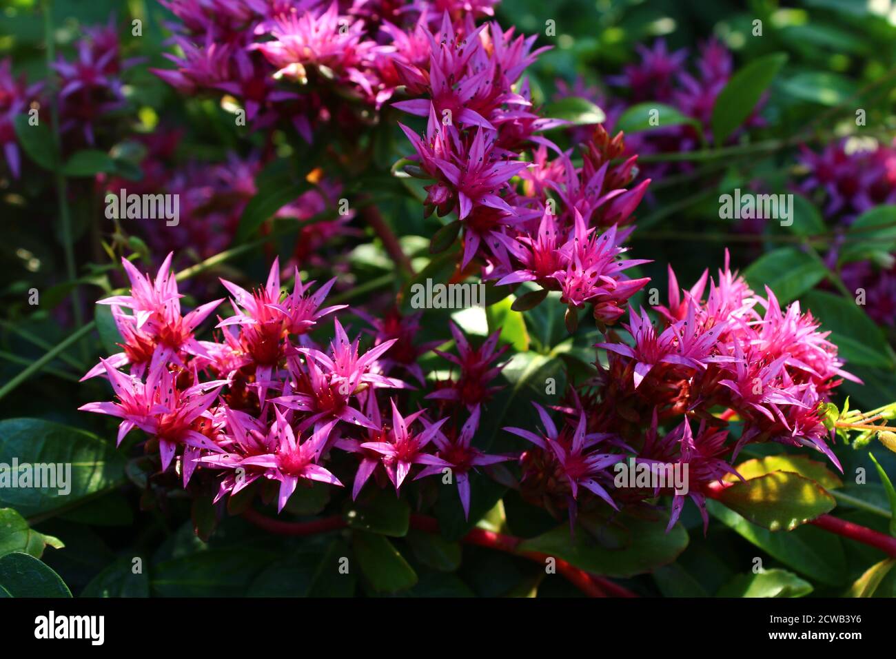 Schöne rosa / fuchsia Blüten mit dunkelgrünen Blättern Stockfoto