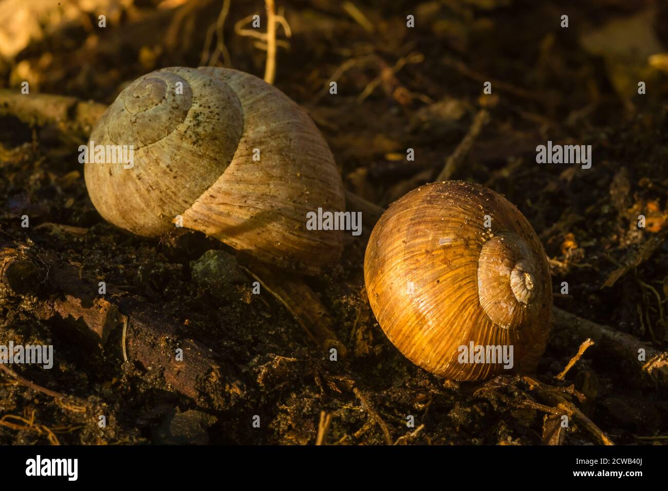 Zwei leere Schneckenschalen, leere Schneckenschalen, Schneckengehäuse Stockfoto