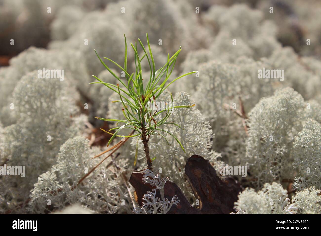 Nahaufnahme eines kleinen рine-Baumes, der zwischen Weiß wächst Moos im Wald Stockfoto
