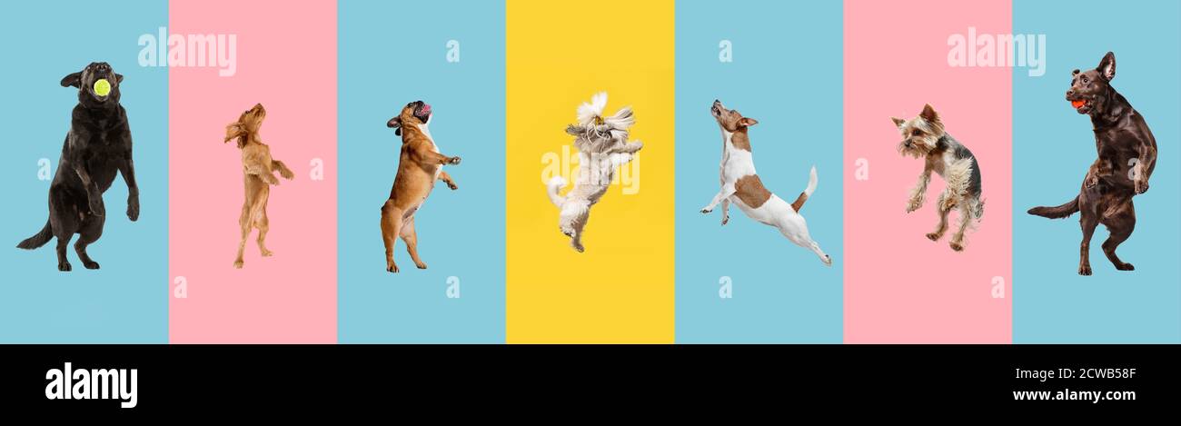 Junge Hunde springen, spielen, fliegen. Nette Hunde oder Haustiere sind glücklich isoliert auf bunten oder Gradienten Hintergrund. Studio. Kreative Collage verschiedener Hunderassen. Flyer für Ihre Anzeige. Stockfoto