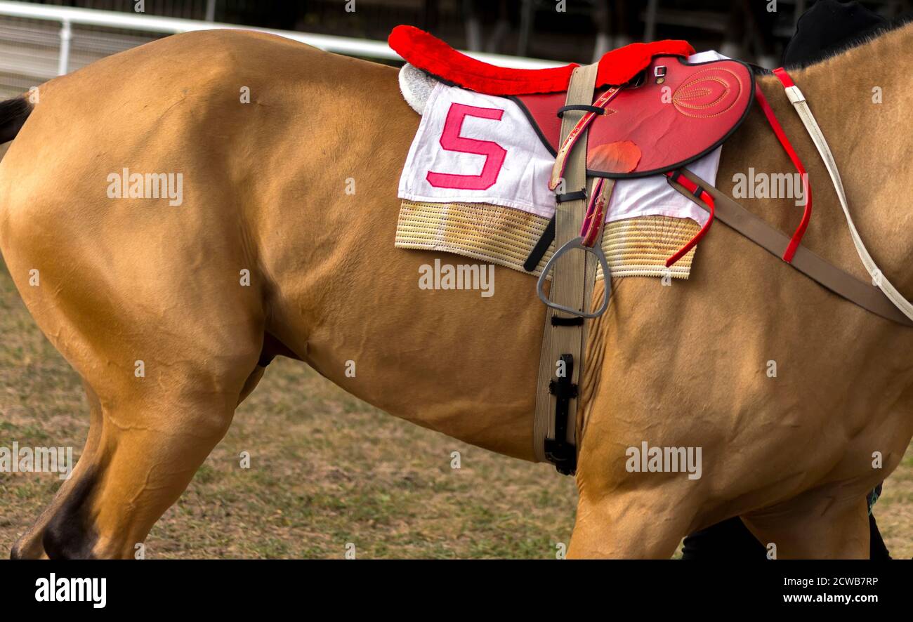 Roter Sattel mit der Nummer 5 auf einem akhal-teke Pferd. Stockfoto