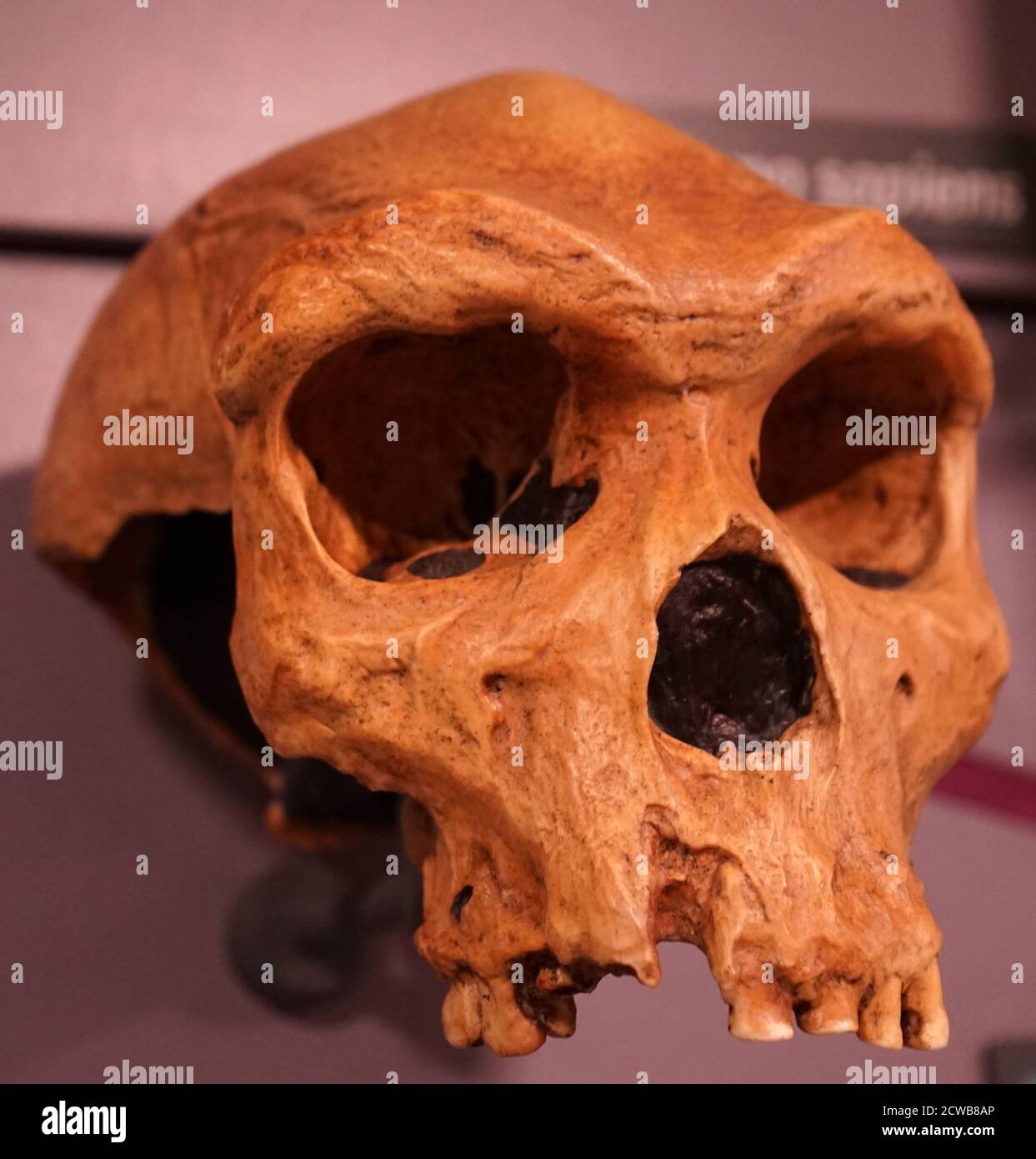 Schädel eines Homo heidelbergensis, einer ausgestorbenen Art oder Unterart archaischer Menschen in der Gattung Homo, die im Mittelpleistozän strahlte Stockfoto