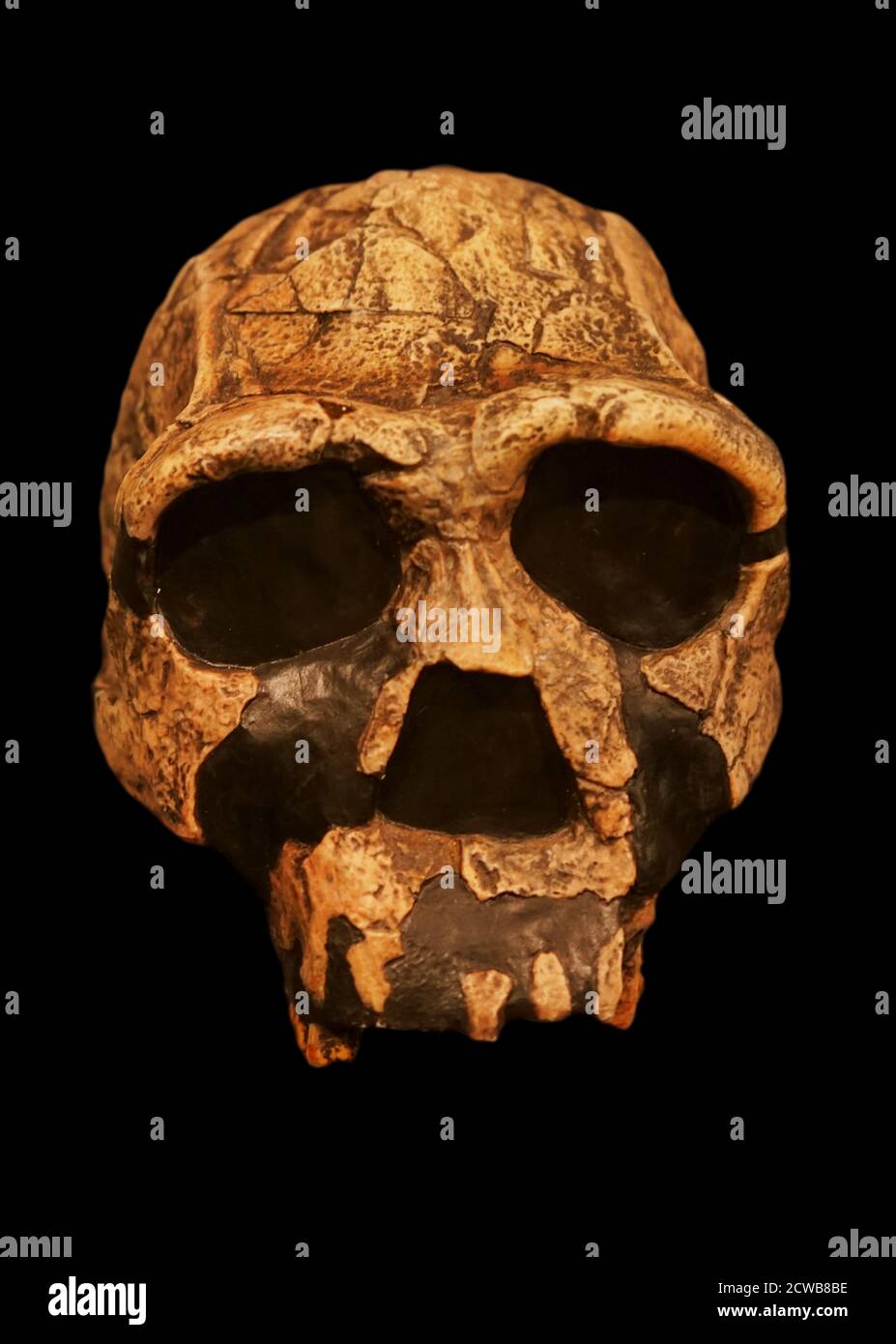 Schädel eines Homo erectus eine Spezies archaischer Menschen Das lebte während der meisten der pleistozänen geologischen Epoche Stockfoto