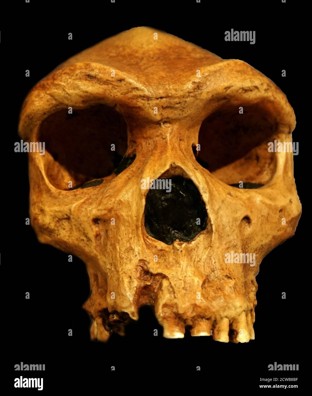 Schädel eines Homo heidelbergensis, einer ausgestorbenen Art oder Unterart archaischer Menschen in der Gattung Homo, die im Mittelpleistozän strahlte Stockfoto