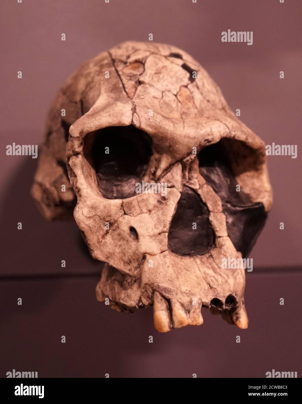 Schädel eines Homo habilis eine vorgeschlagene archaische Art von Homo Stockfoto