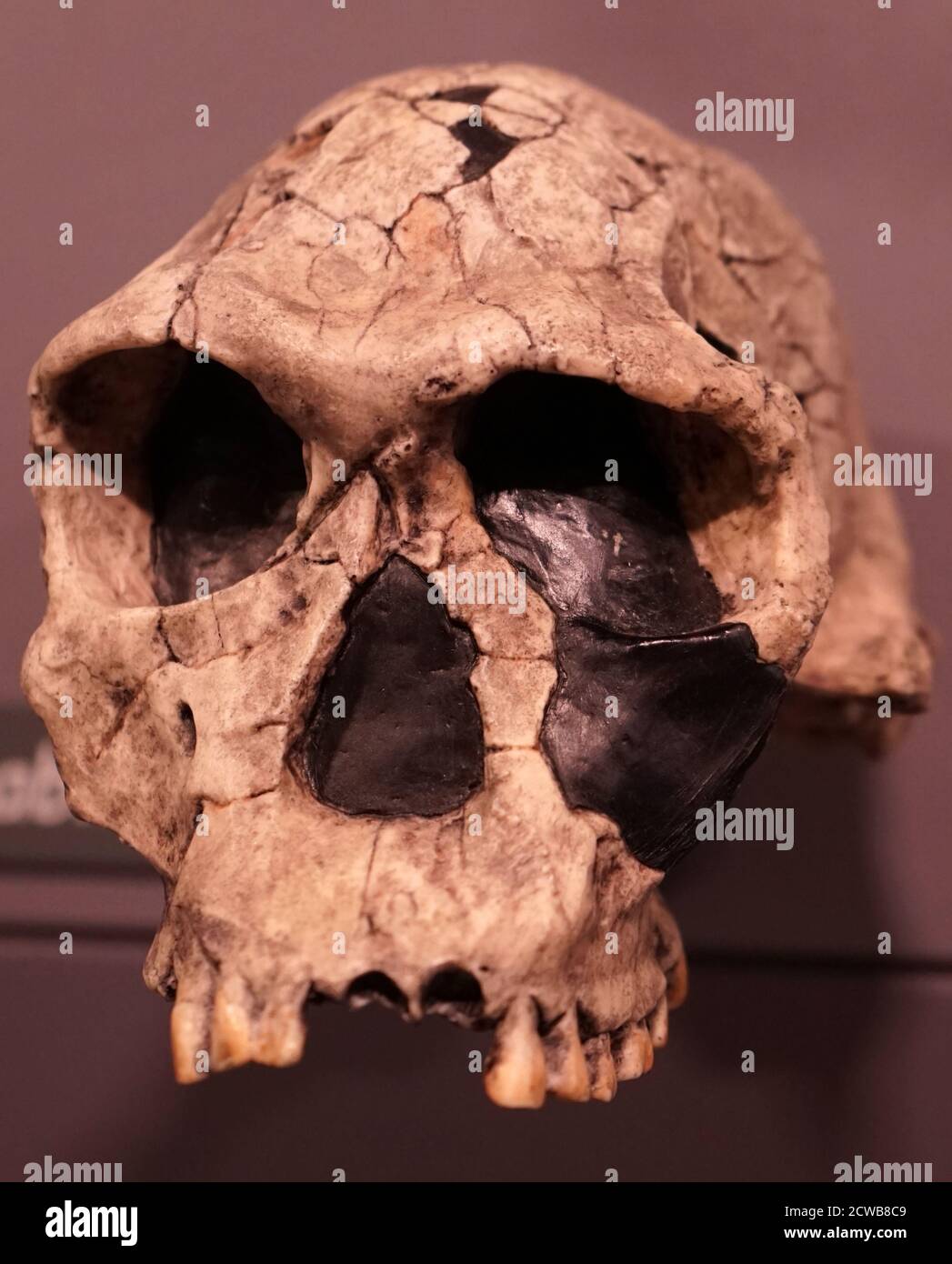 Schädel eines Homo habilis eine vorgeschlagene archaische Art von Homo Stockfoto