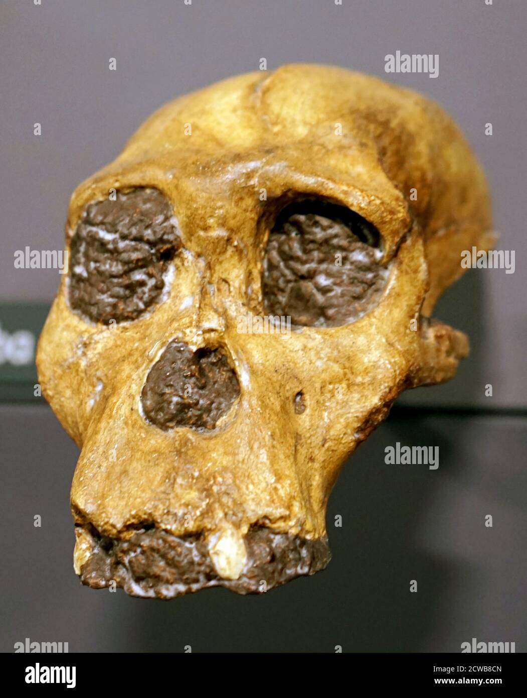 Schädel eines Australopithecus sediba eine Art von Australopithecus von Das frühe Pleistozän Stockfoto