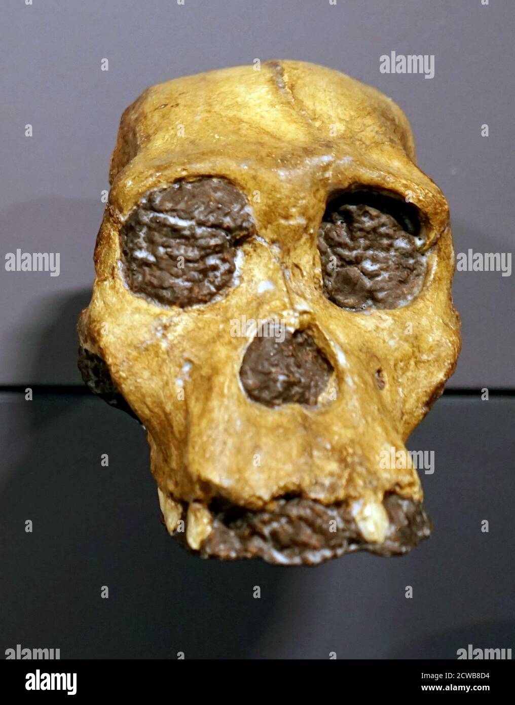 Schädel eines Australopithecus sediba eine Art von Australopithecus von Das frühe Pleistozän Stockfoto