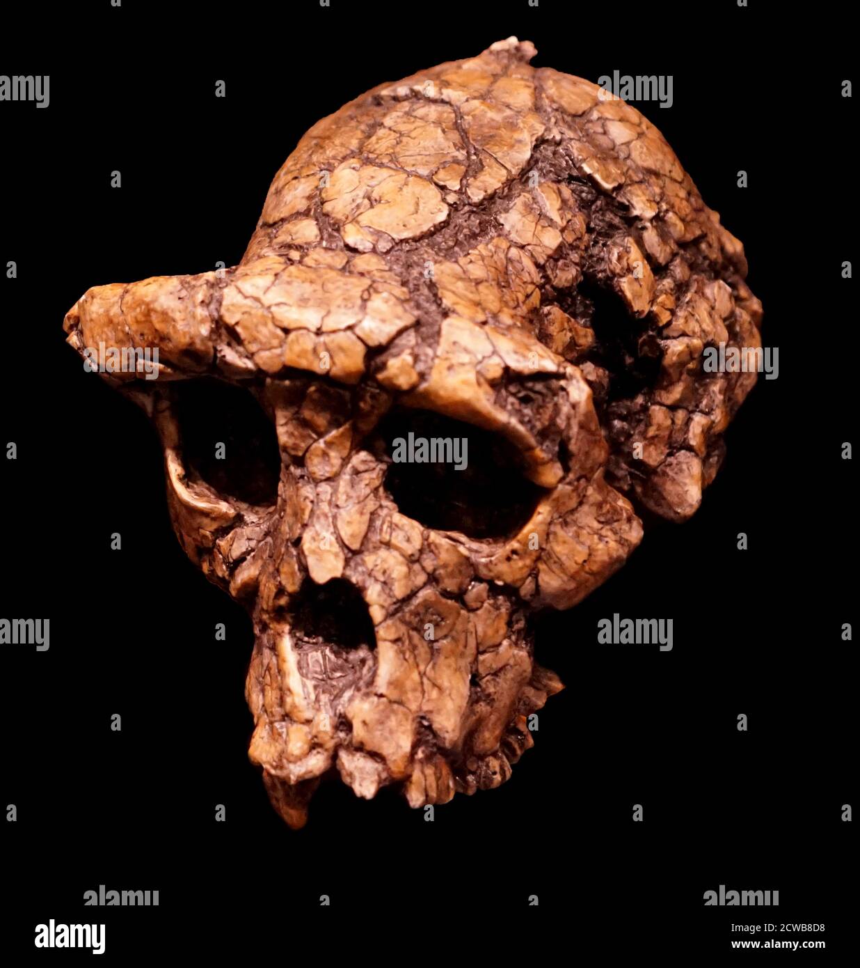 Schädel eines Sahelanthropus tchadensis eine ausgestorbene Art der Homininae Stockfoto