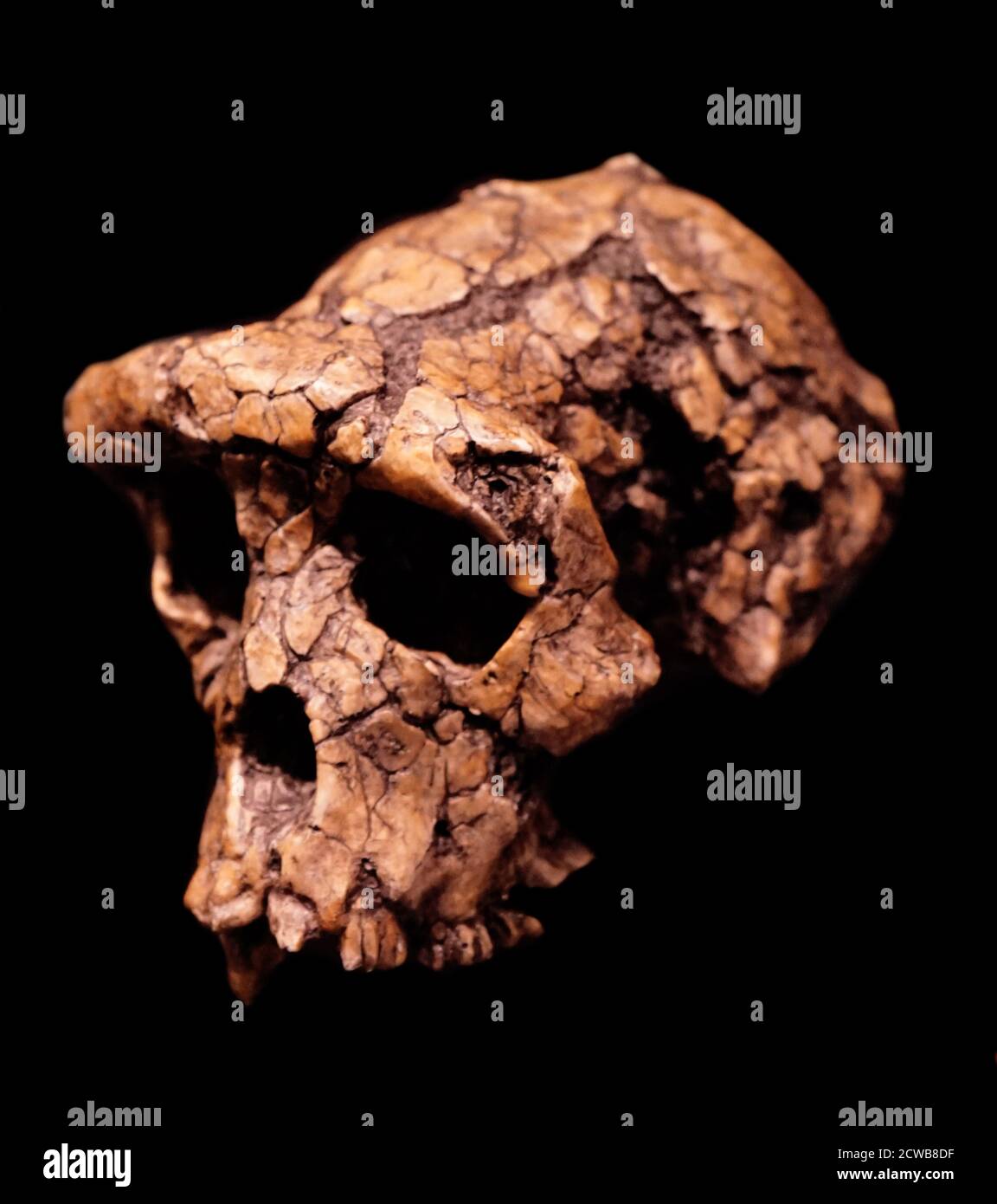 Schädel eines Sahelanthropus tchadensis eine ausgestorbene Art der Homininae Stockfoto