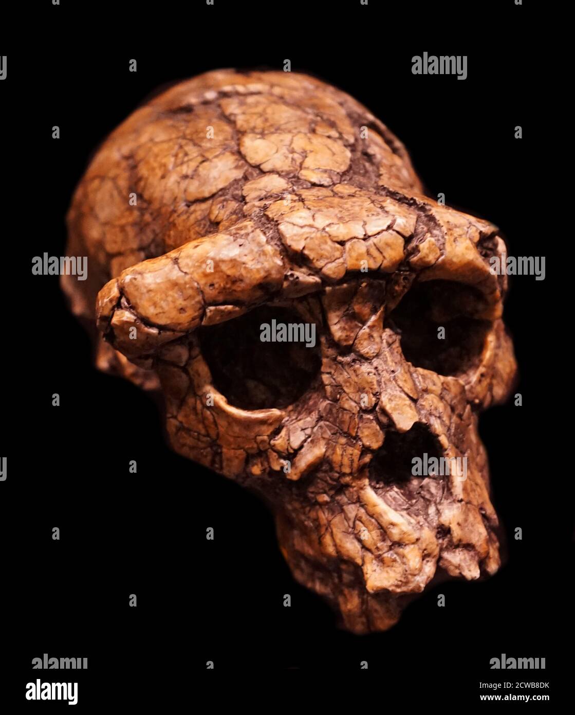 Schädel eines Sahelanthropus tchadensis eine ausgestorbene Art der Homininae Stockfoto