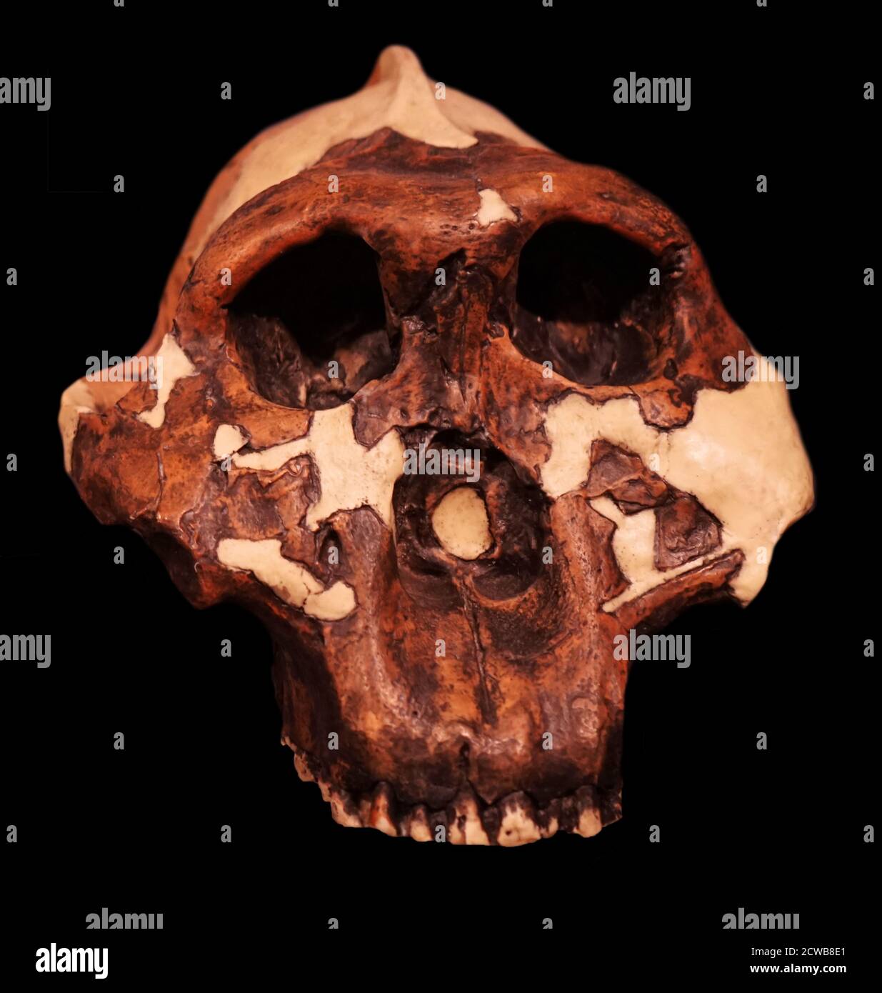 Schädel eines Paranthropus boisei (oder Australopithecus boisei) ein frühes Hominin. Stockfoto