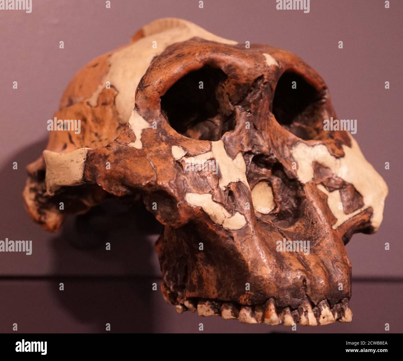 Schädel eines Paranthropus boisei (oder Australopithecus boisei) ein frühes Hominin. Stockfoto