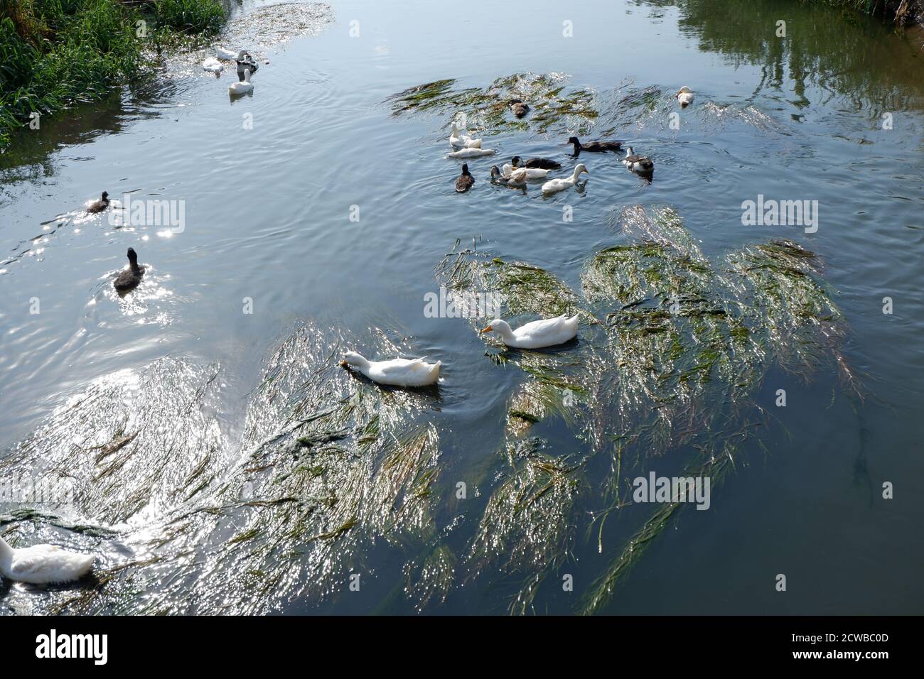 Enten schwimmen und essen in teilweise verschmutztem Wasser Stockfoto