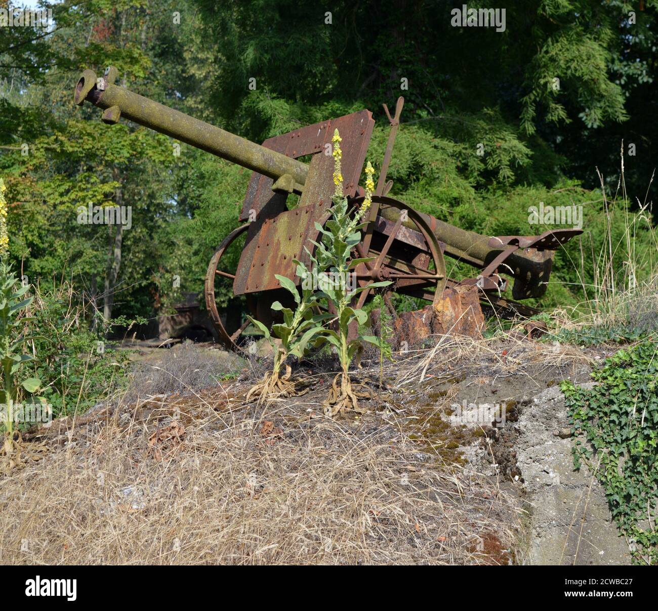 Überreste der Waffen des ersten Weltkrieges auf einem Schlachtfeld in Belgien. 2020 Stockfoto