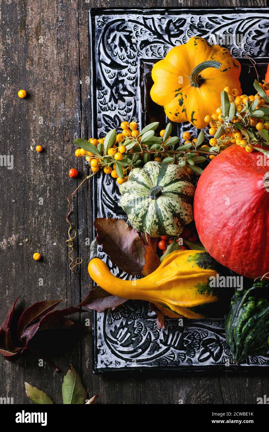 Auswahl an verschiedenen essbaren und dekorative Kürbisse und Herbst Beeren in schwarz dekorative Schale über Holzoberfläche. Ansicht von oben Stockfoto