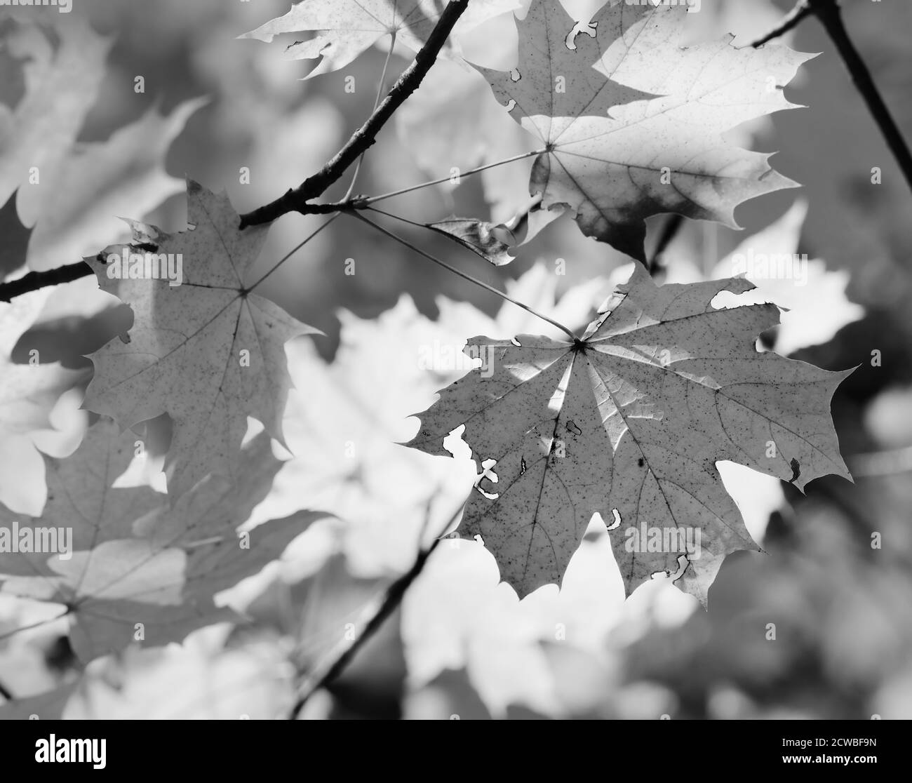 Äste mit sonnenbeschienenen Ahornblättern im Herbst im Wald an Sonnentag. Schwarzweißbild. Stockfoto