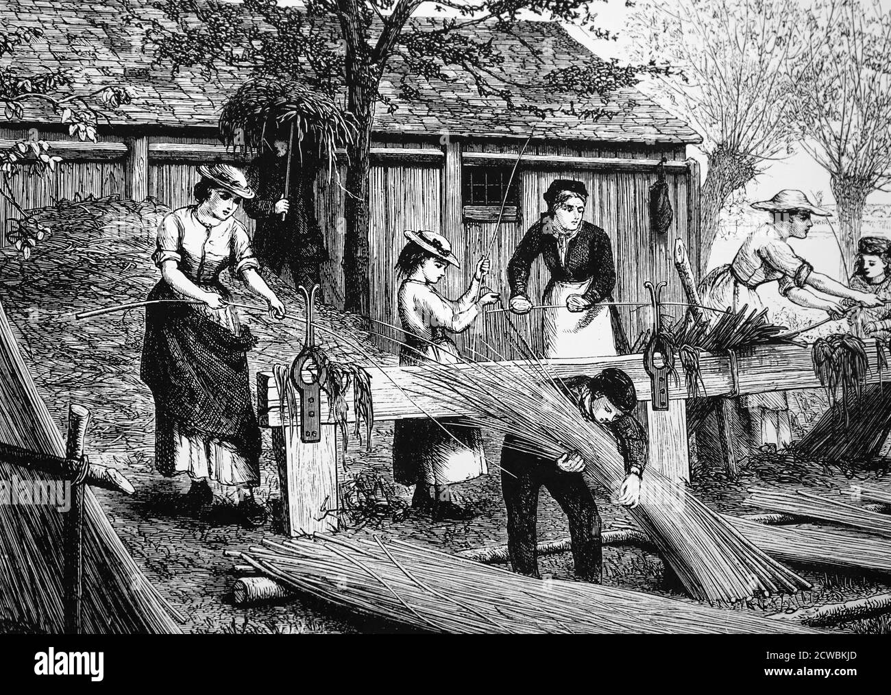 Gravur zeigt Frauen Fällen von Weiden für Korbherstellung. Stockfoto