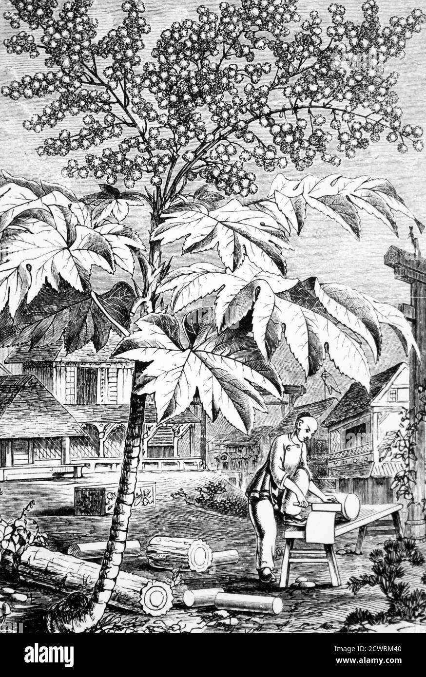 Gravur, die den Prozess der Herstellung von Reispapier in China. Die Pflanze ist Aralia papyrifera, aus deren Zellstoff das Reispapier hergestellt wurde. Stockfoto