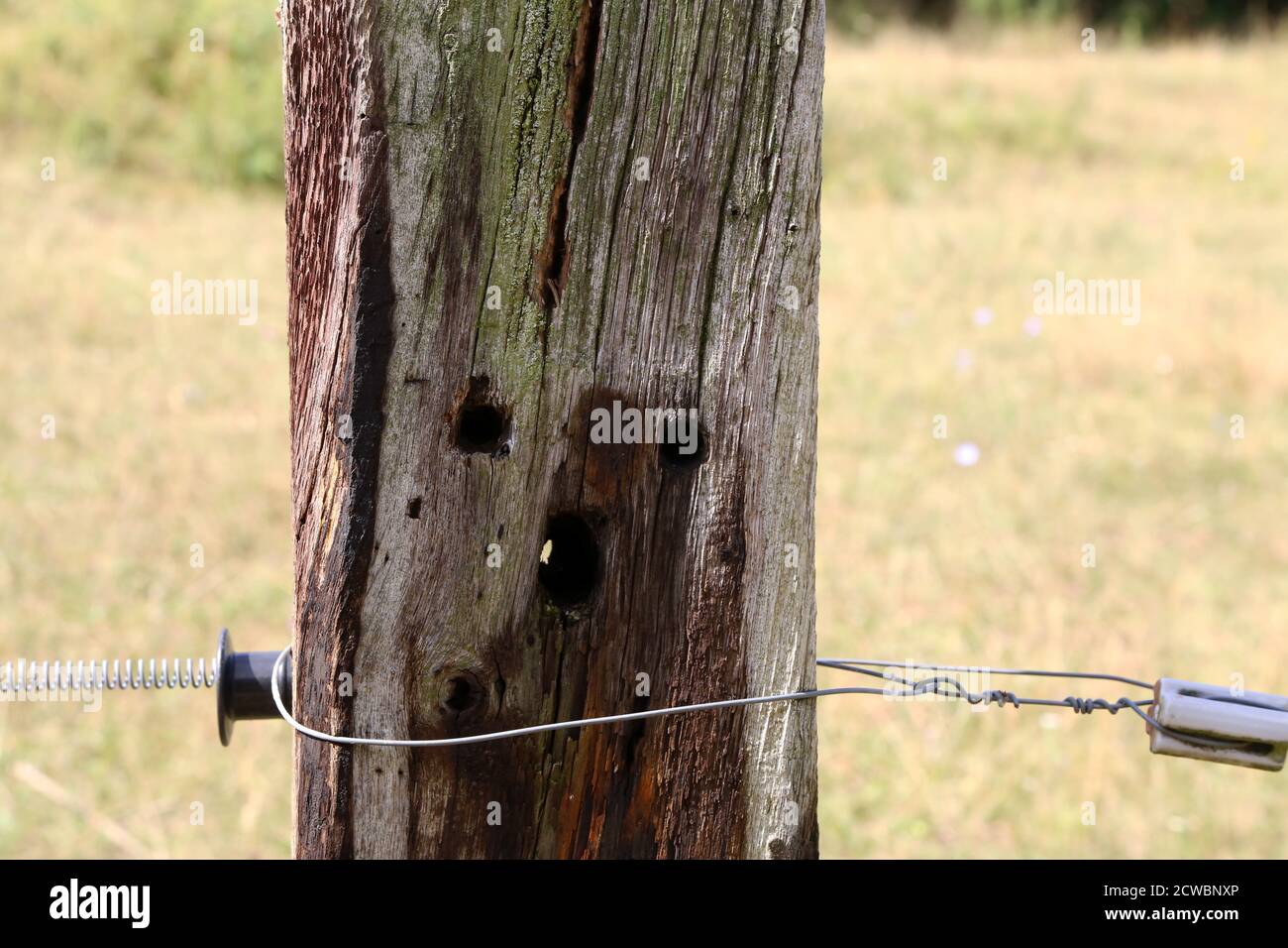 Alte Holzmast vom elektrischen Zaun in der Weide Stockfoto