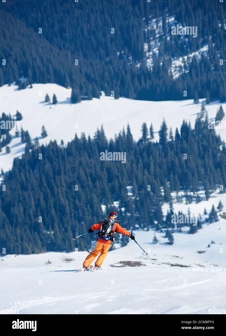 Rückansicht des Skifahrers in heller Kleidung mit Rucksack, der Skier auf schneebedeckten Pisten auf dem Hintergrund von grünen Fichten und Berglichtungen fährt. Winterurlaub, Reise- und Erkundungskonzept. Stockfoto