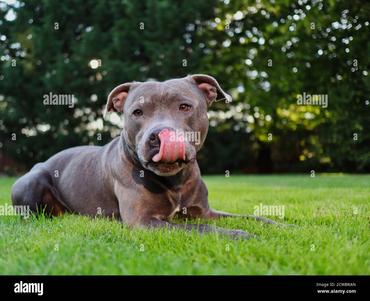 Portrait of English Staffordshire Bull Terrier Liegen im Grünen Gras im Garten mit Zunge heraus. Blue Staffy leckt seinen Hundeschnauz. Stockfoto