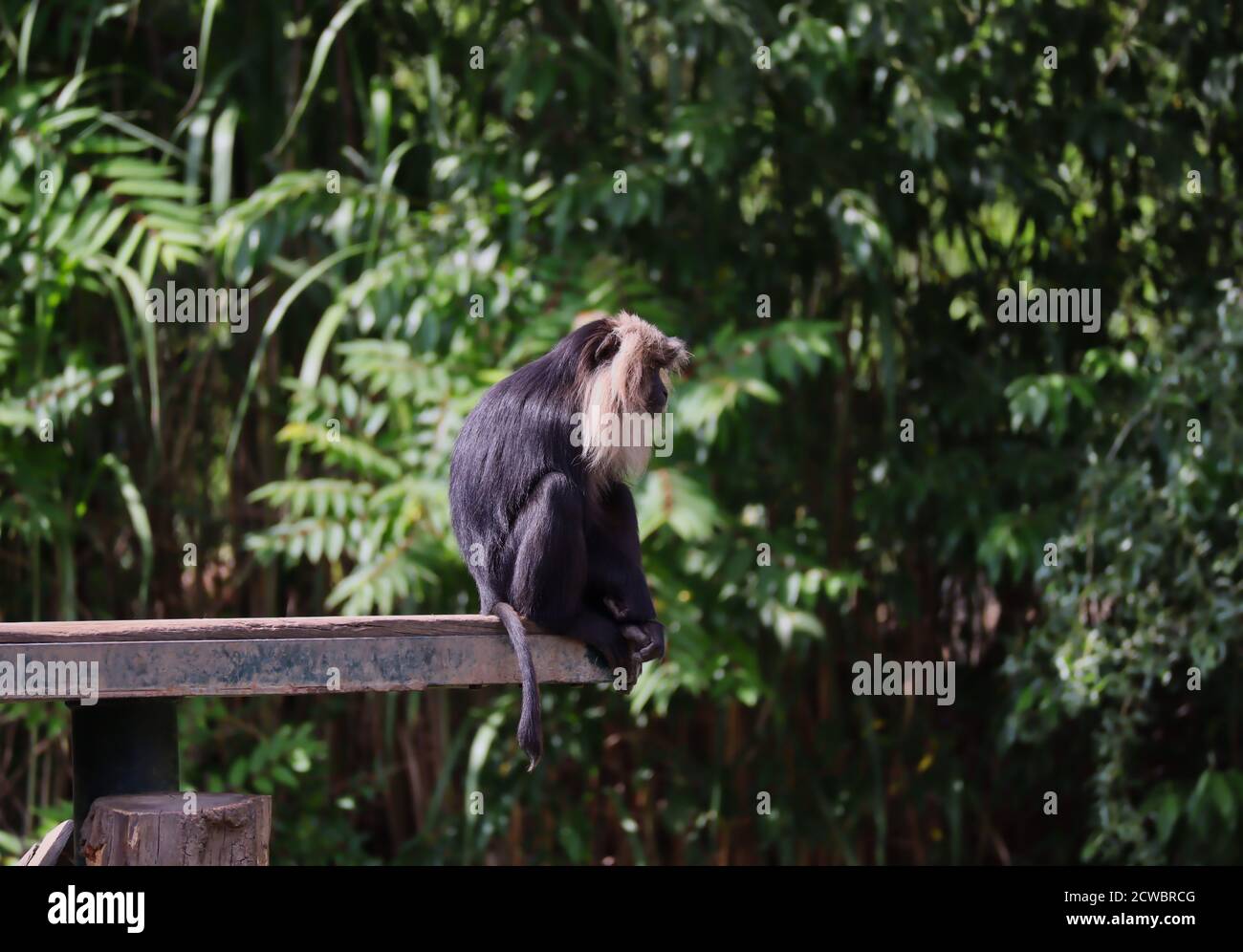 Makak mit schwarzem Haar und silberweißer Mähne sitzt am Waldrand im Zoo. Löwenschwanz-Makaken (Macaca Silenus), wird auch als Wanderoo bezeichnet. Stockfoto