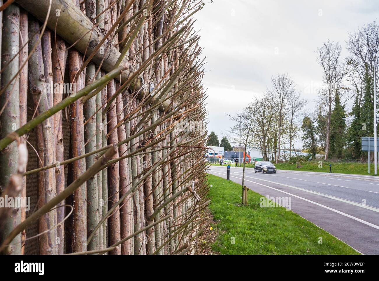 Fechten mit wachsenden Bäumen und Sträuchern als natürliche Lärmschutzbarriere auf einer Hauptstraße zu handeln. Wokingham, Berkshire, England, GB, Großbritannien Stockfoto
