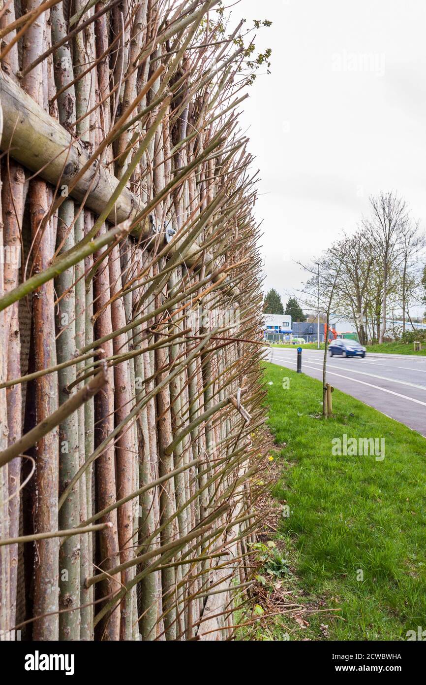 Fechten mit wachsenden Bäumen und Sträuchern als natürliche Lärmschutzbarriere auf einer Hauptstraße zu handeln. Wokingham, Berkshire, England, GB, Großbritannien Stockfoto