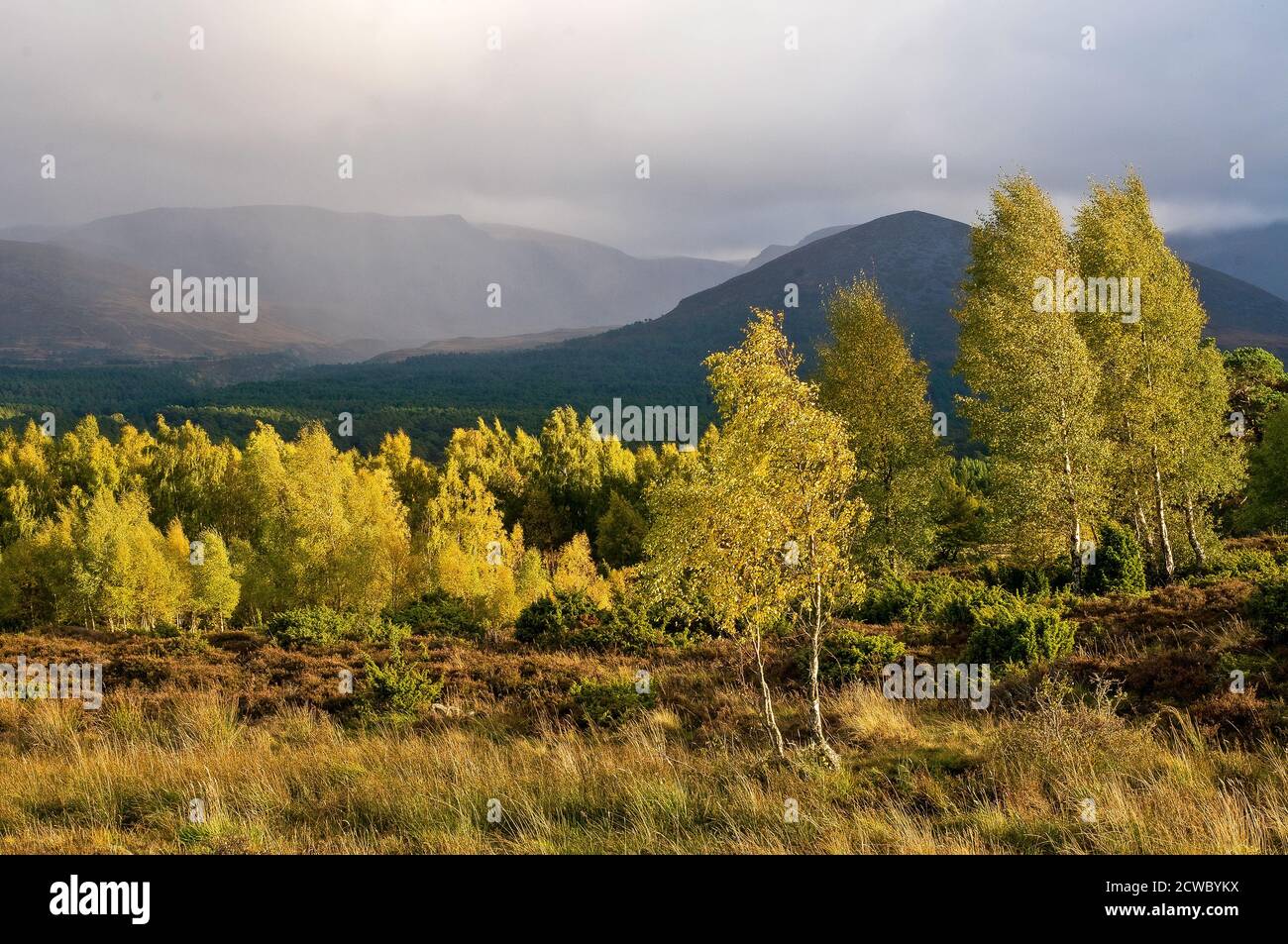 Herbstliche Regenschauer treiben über die Lairig Grus im Cairngorms National Park Aviemore Scotland. Stockfoto