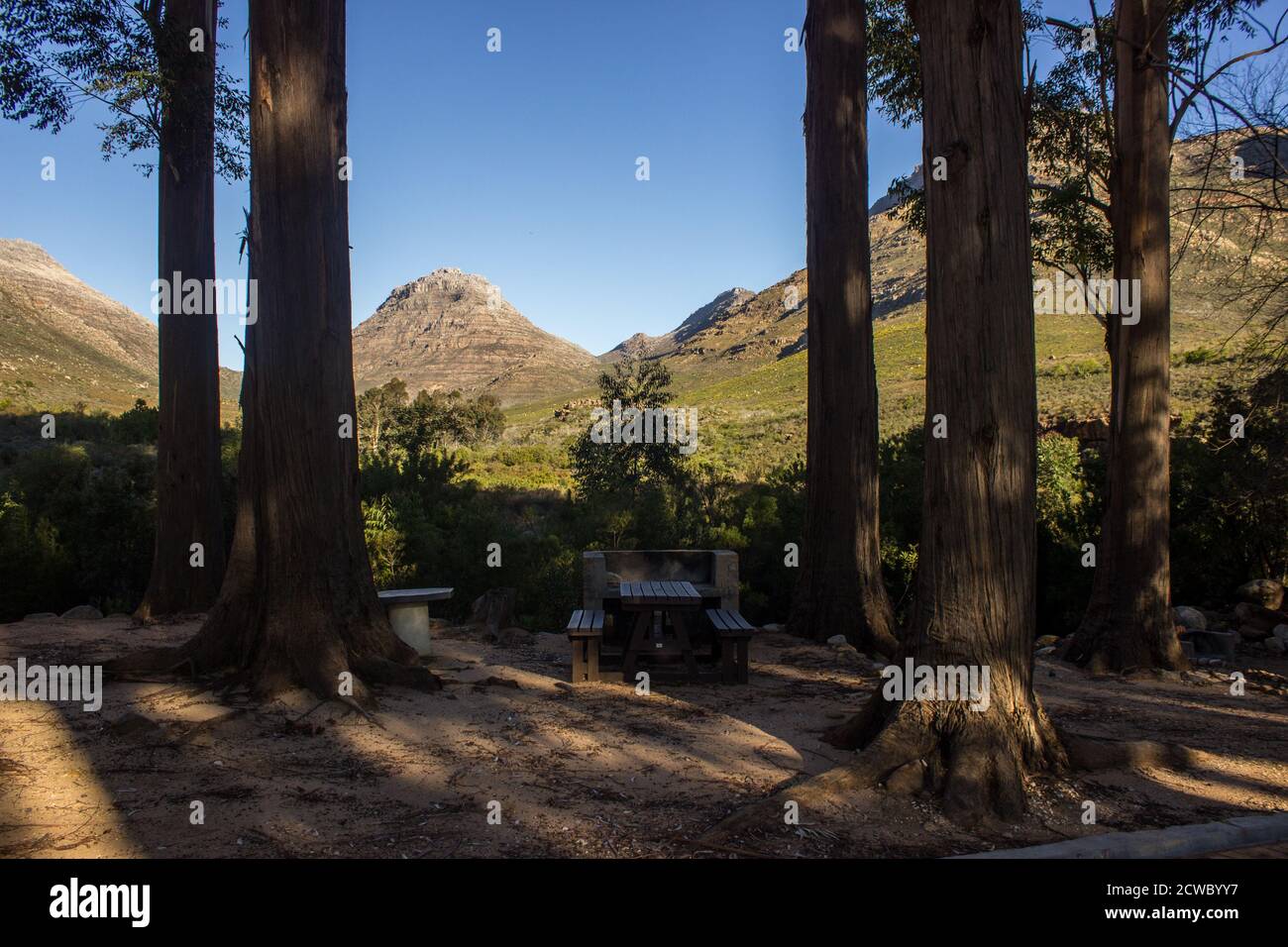 Ein Picknicktisch, geschützt in einem Pinienhain auf einem Campingplatz in den Cederberg-Bergen in Südafrika Stockfoto