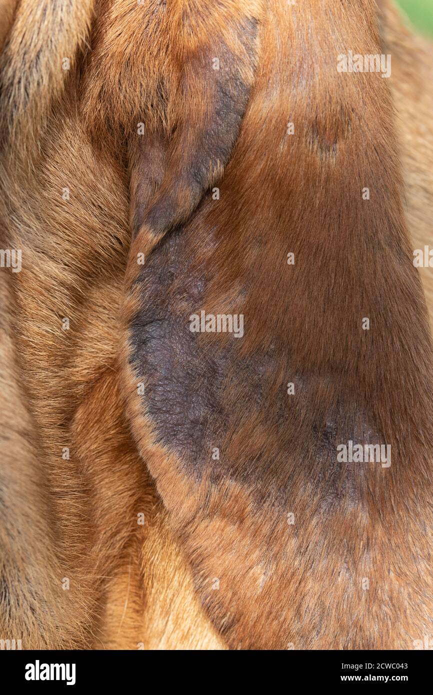 Sarkoptische Fuchsdünge in einem Haushund Stockfoto