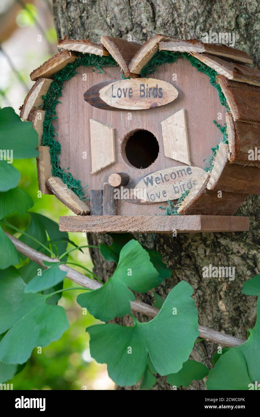 Ein schönes natürliches Vogelhaus aus Holz, das im Freien in einem Ginkgo hängt Baum im Garten Stockfoto