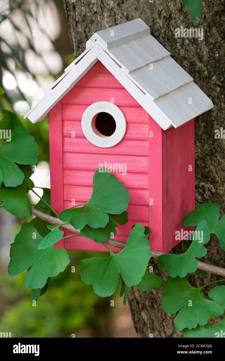 Ein schönes rosa Vogelhaus hängend im Freien in einem Ginkgo Baum Im Garten Stockfoto