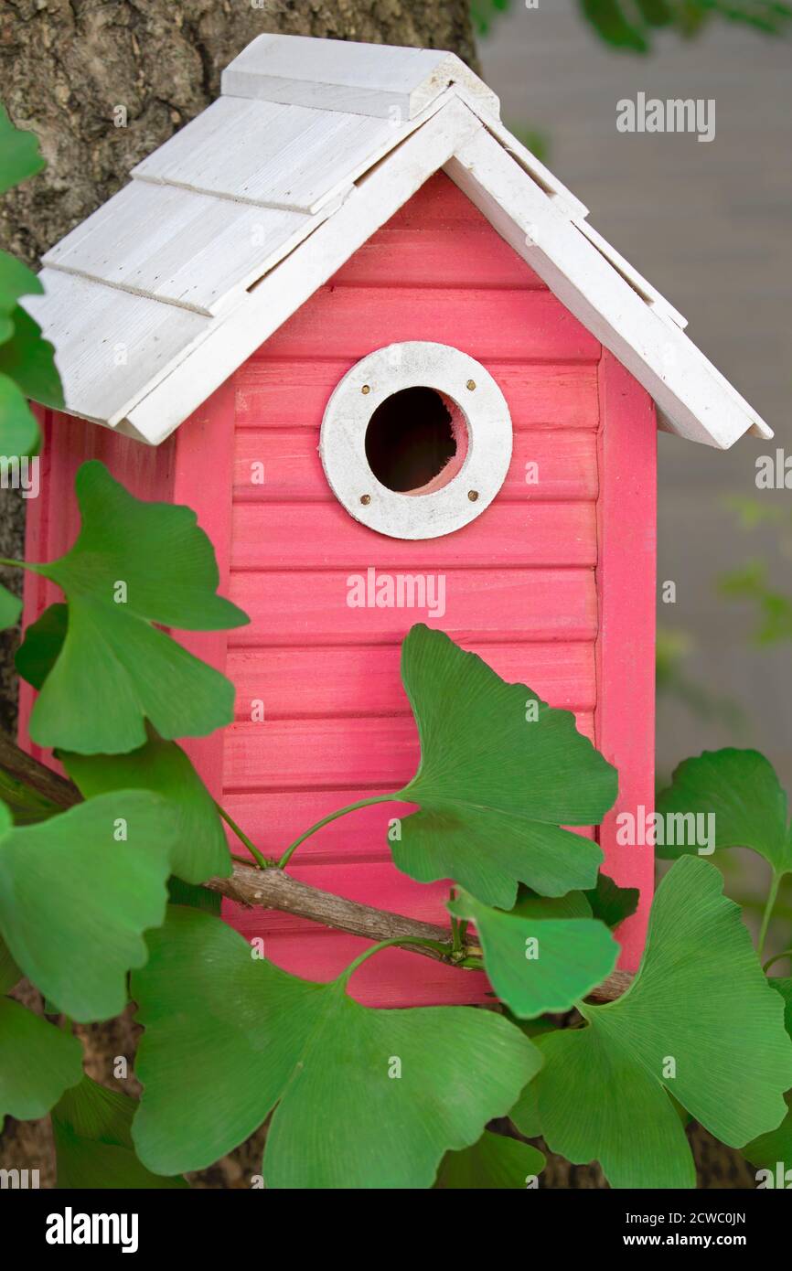 Ein schönes rosa Vogelhaus hängend im Freien in einem Ginkgo Baum Im Garten Stockfoto