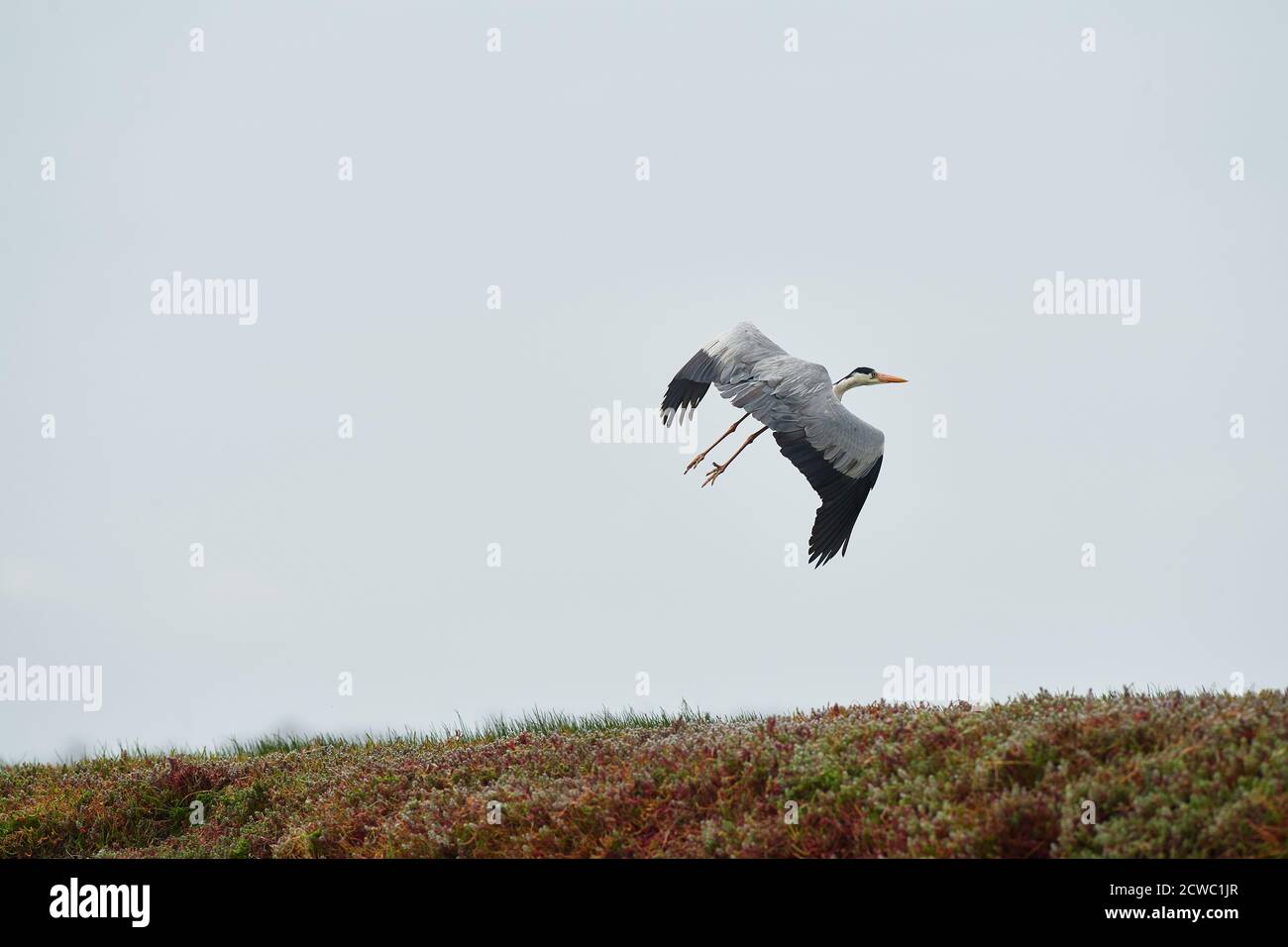 Graureiher am Lower Berg River, Veldriff, Westkap Stockfoto