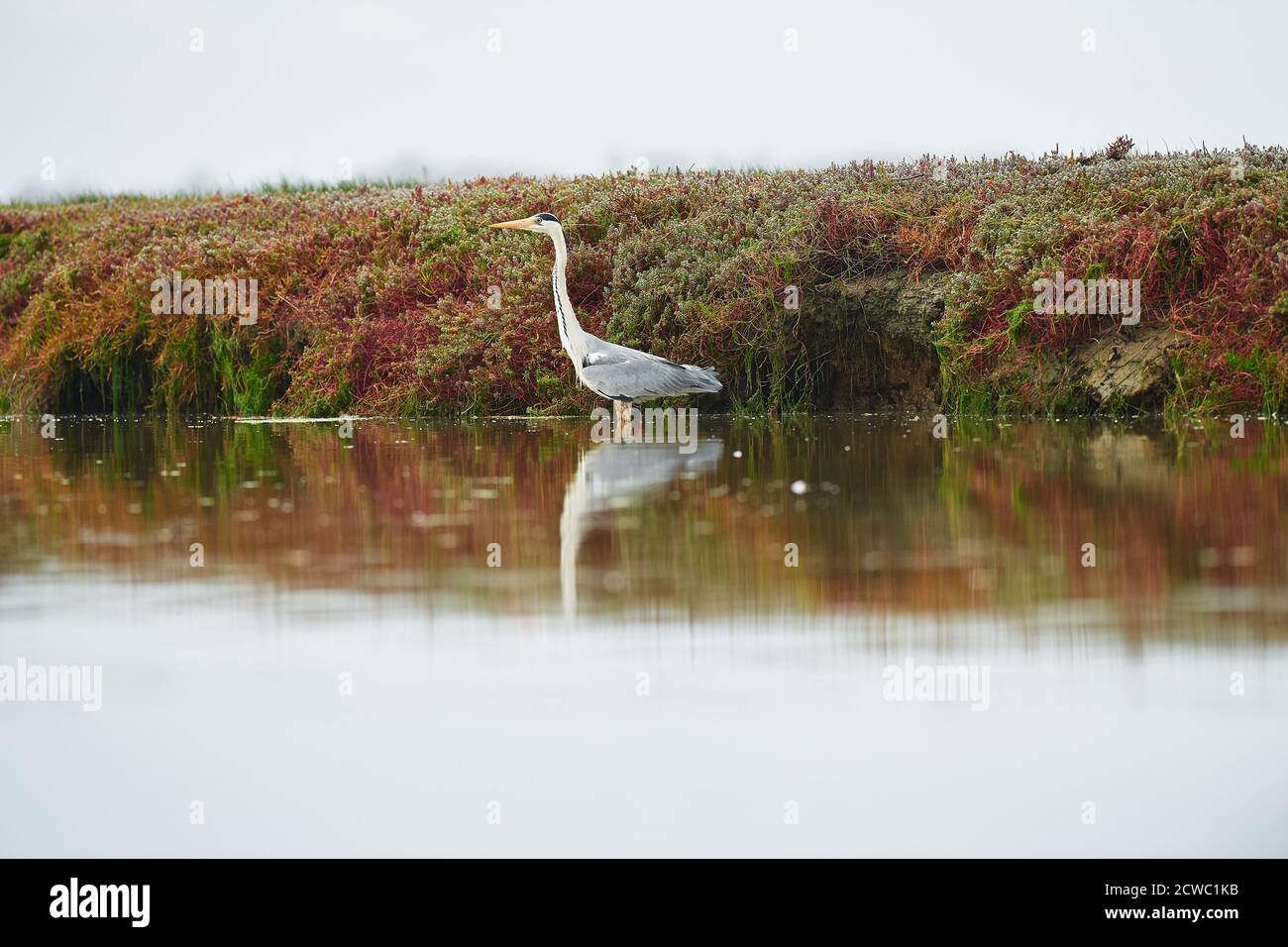 Graureiher am Lower Berg River, Veldriff, Westkap Stockfoto