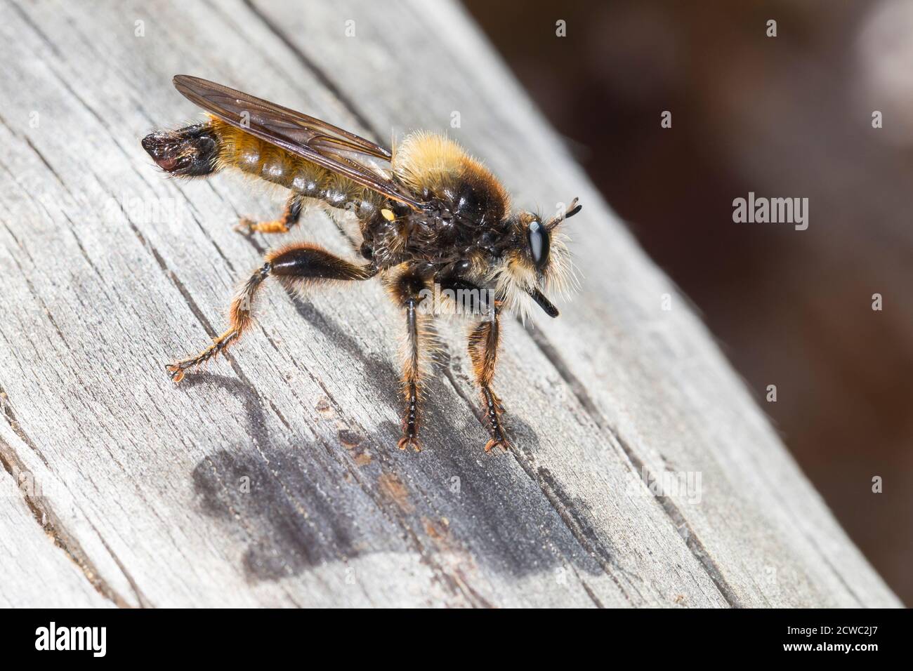 Gelbe Raubfliege, Gelbe Mordfliege, Laphria flava, Hummel-Raubfliege, gelbe Raubfliege, gelbe Assassinfliege, Biene wie Raubfliege, bienenartige Raubfliege Stockfoto