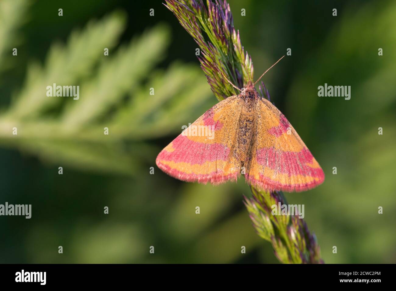 Ampfer-Purpurschlüssel, Ampferpurschlüssel, Purpurschlüssel, Purpur-Schlüssel, Purpurbindenschlüssel, Purpurbinden-Schlüssel, Sauerampfer-Purpurbindenschlüssel, Stockfoto