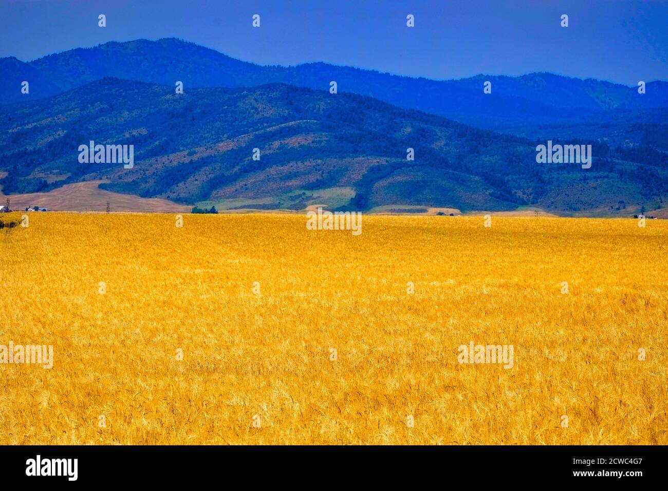 Berge Weizenfelder Ackerbau Getreide bereit zur Ernte Stockfoto