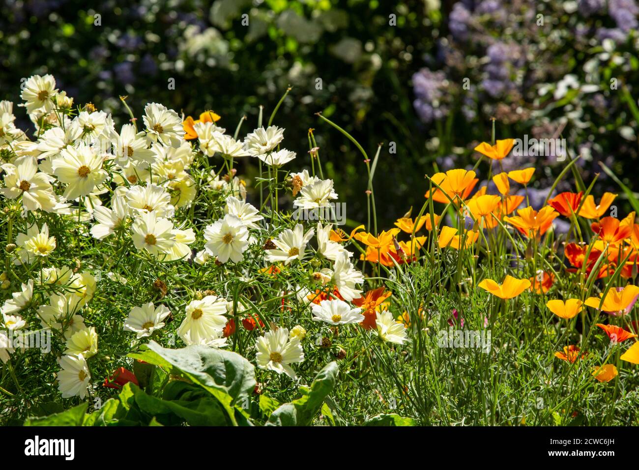 Cosmos bipinnatus 'Xanthos', Cosmos xanthos und orange California Mohn Pflanzen in Behältern und voller Blüte. Stockfoto