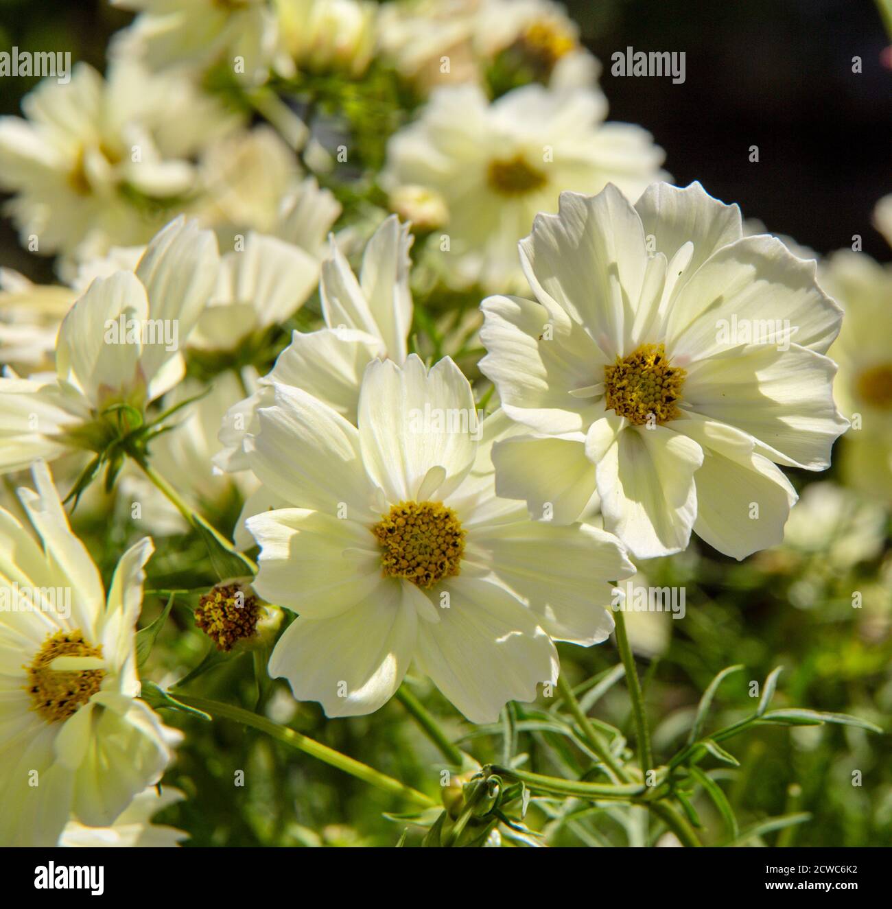 Kosmos bipinnatus 'Xanthos', Kosmos xanthos, in voller Blüte. Stockfoto