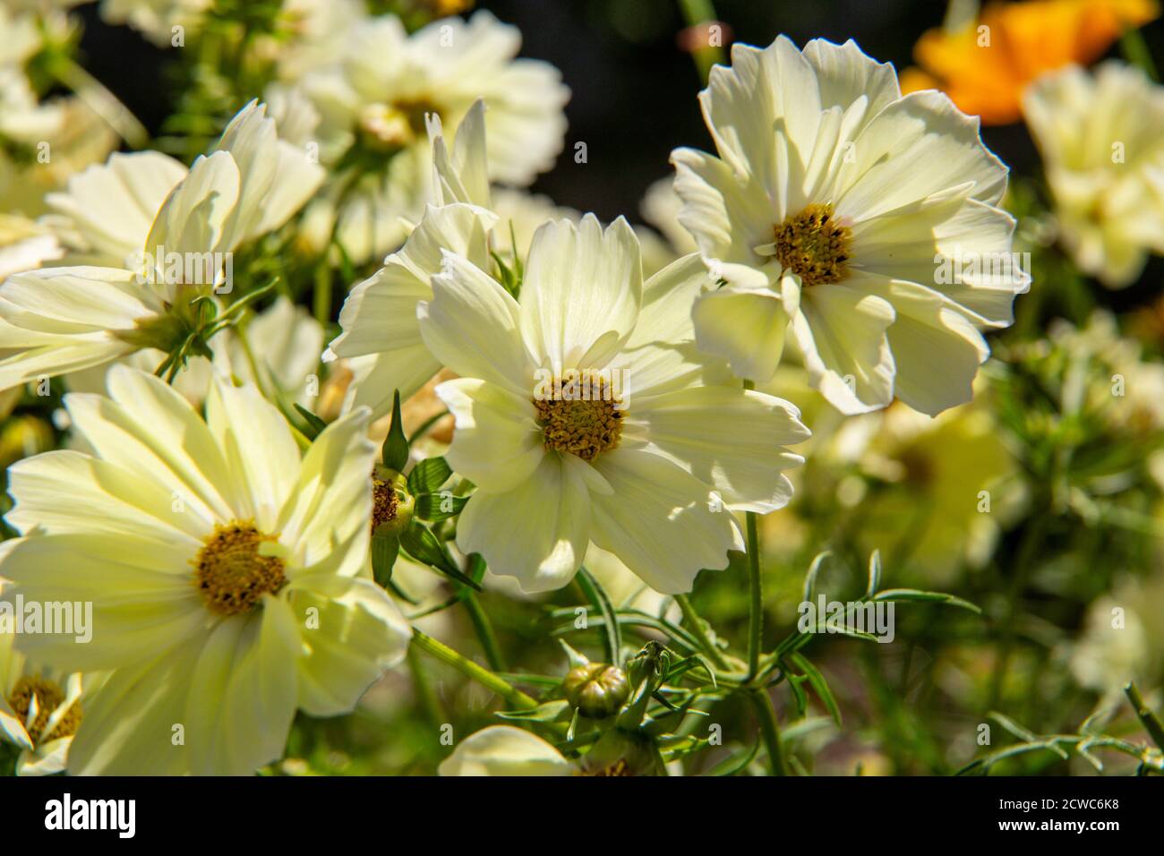 Kosmos bipinnatus 'Xanthos', Kosmos xanthos, in voller Blüte. Stockfoto