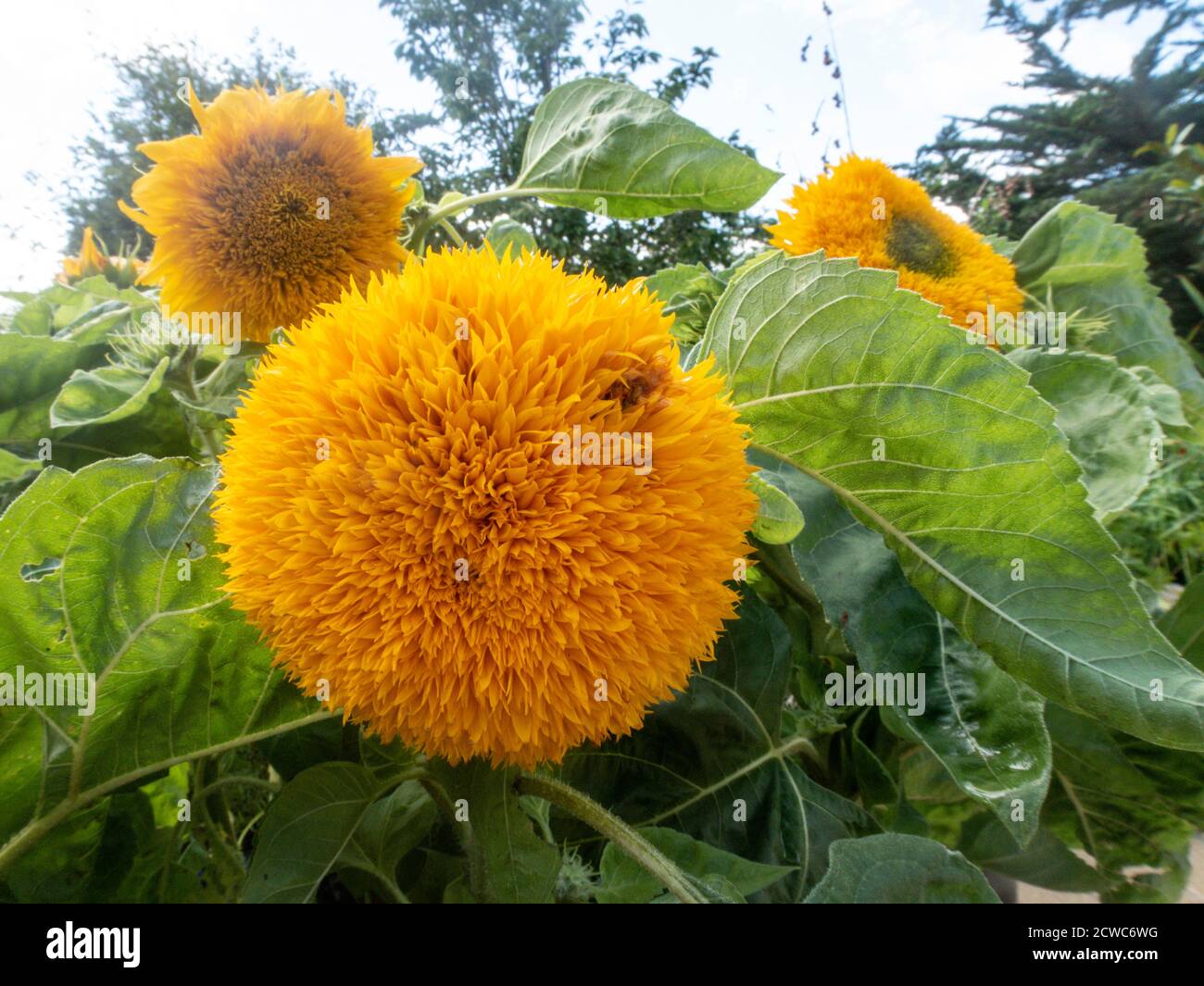 Sonnenblumen-Teddybär, eine Zwergsorte, die in einem Topfbehälter wächst Stockfoto